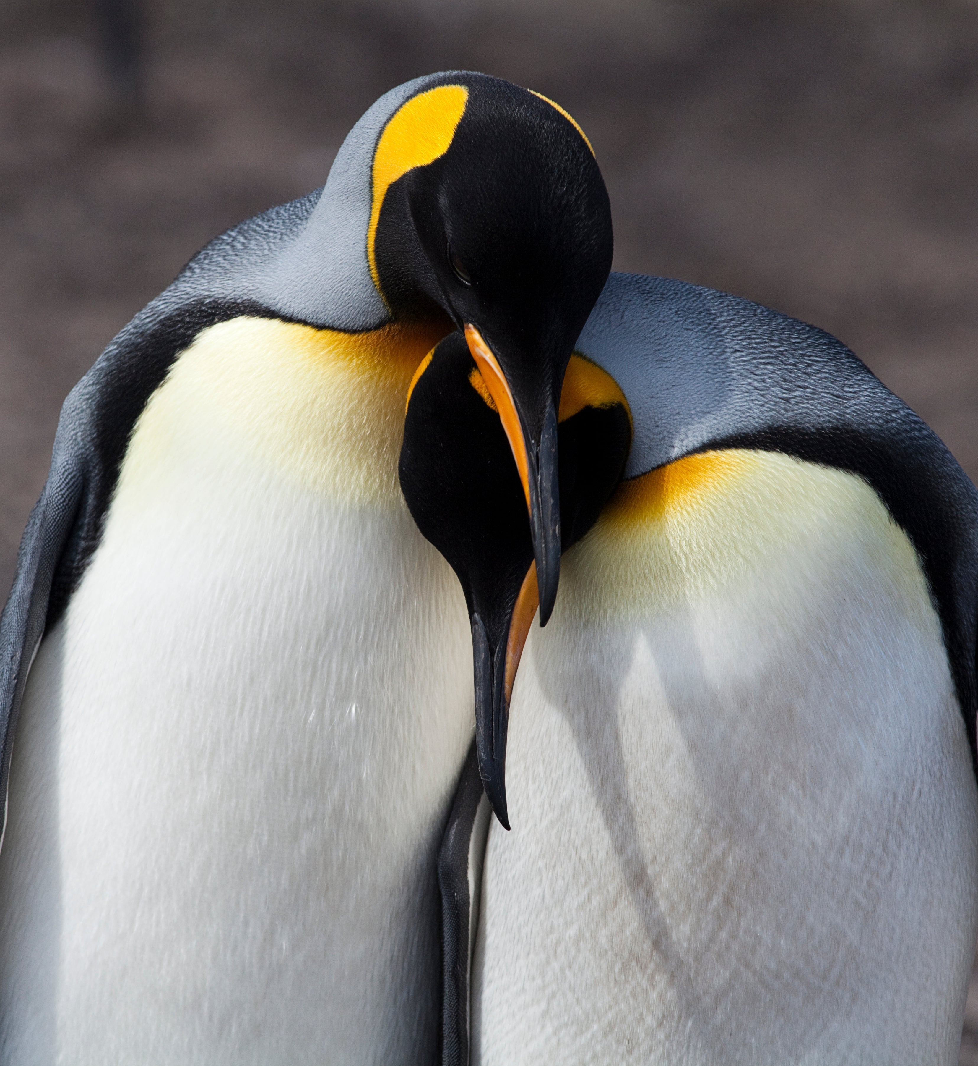 A pair of King Penguins (Aptenodytes patagonicus) being affectionate, Falkland Islands.